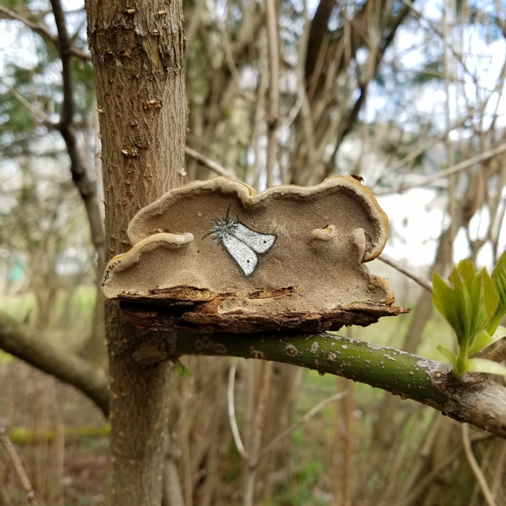 The White Moth - Hand Drawn On Bracket Fungus